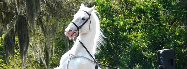 Cheval lipizzan de école équitation espagnole de Vienne