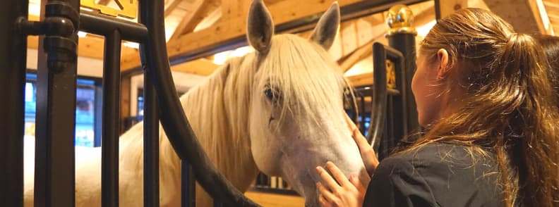 École espagnole équitation de Vienne et chevaux Lipizzan