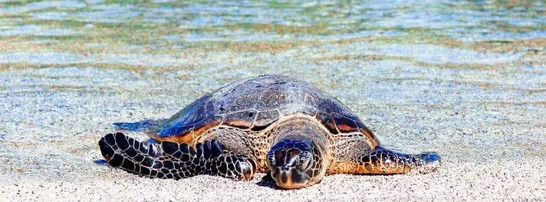 Hawaï meilleures plages des États-Unis