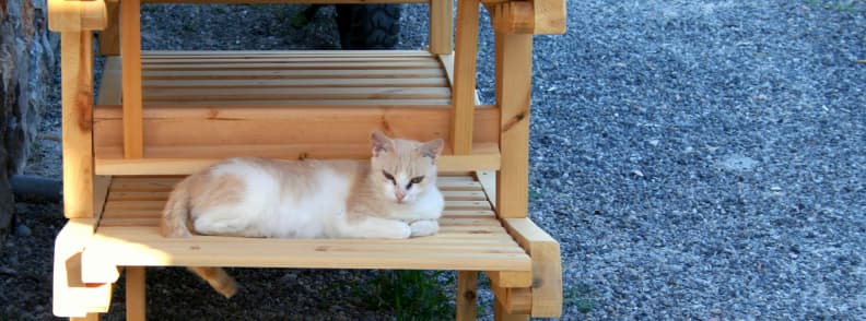 chat dans un logement avec piscine à santorin