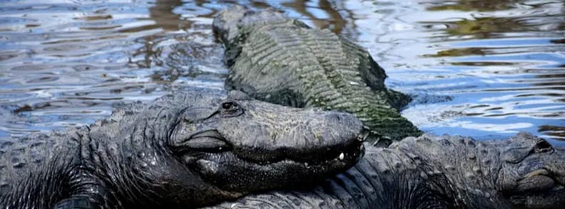 excursion à orlando gatorland