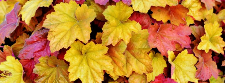 feuilles automne au massachusetts