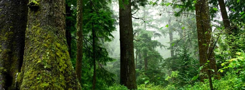 forêts vierges de la Roumanie