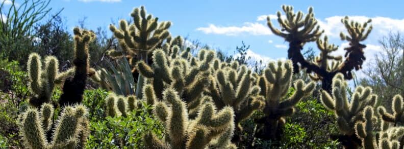 jardin de cactus cholla californie