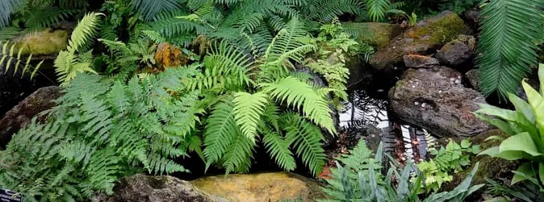 jardin primitif du Jardin botanique des États-Unis