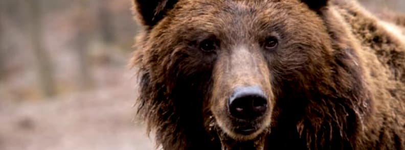 libearty zarnesti sanctuaire des ours Roumanie