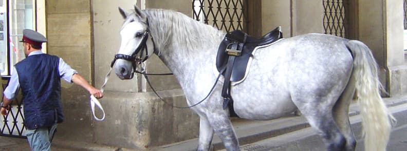 lipizzan de école équitation de Vienne