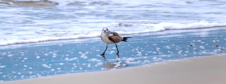 meilleures plages des États-Unis