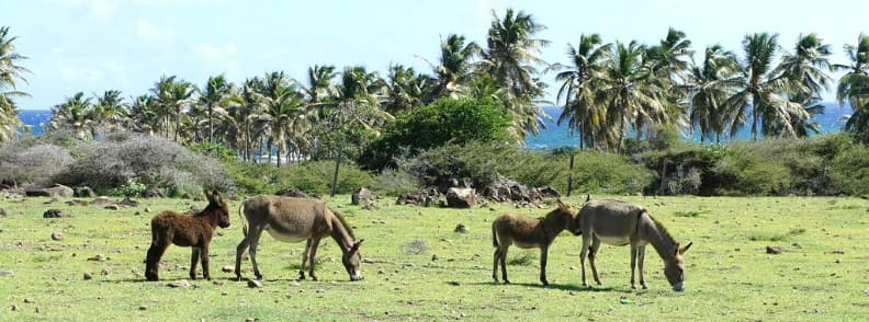 st kitts nevis destinations des Caraïbes