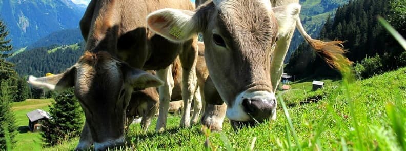 vaches vues sur la route de autriche à italie