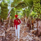 Croisière écologique sur le canal de Tortuguero Visite de la plantation de bananes