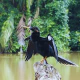 Excursion en bateau de Puerto Limon au canal de Tortuguero