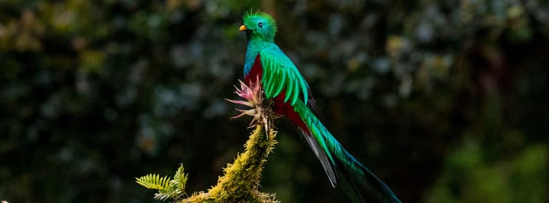 costa rica forêt dans les nuages