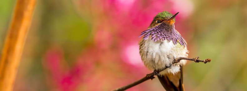 oiseaux du costa rica