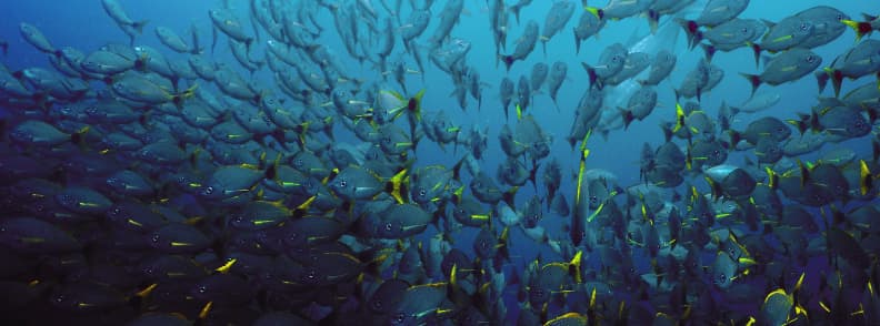 plongée île cano costa rica