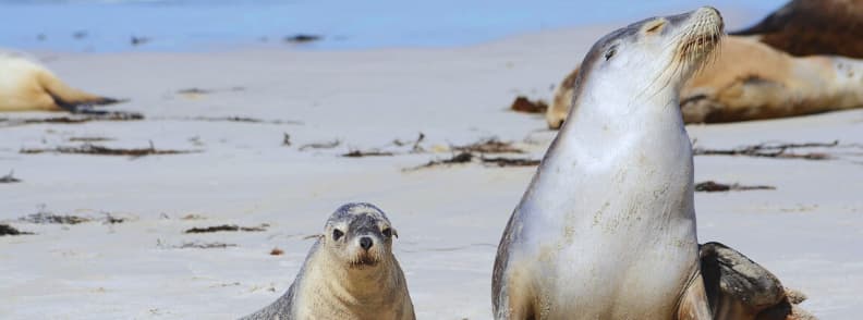 quand voir des phoques sur île kangourou en australie