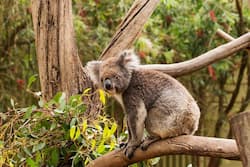 safari île kangourou australie