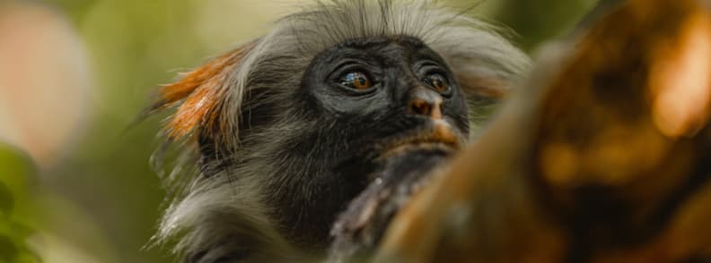 Singe rouge de Zanzibar