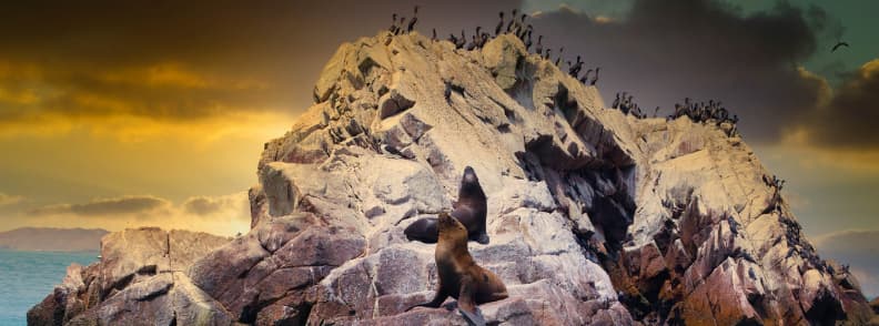 voyage aux îles ballestas au pérou