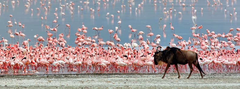 safari en tanzanie ngorongoro