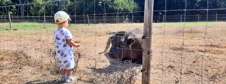 La Ferme d Idefix Bagnols en Foret visite en famille animaux Var William observant un buffle allongé derrière un grillage à La Ferme d’Idéfix, à Bagnols-en-Forêt, dans le Var, lors d’une sortie en famille à la ferme pédagogique.