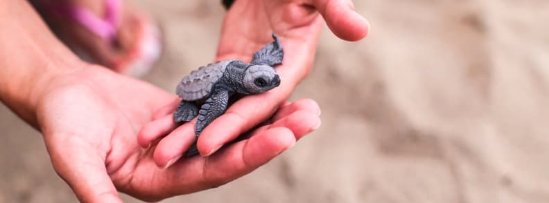 sauvetage des tortues hôpital marin de Clearwater