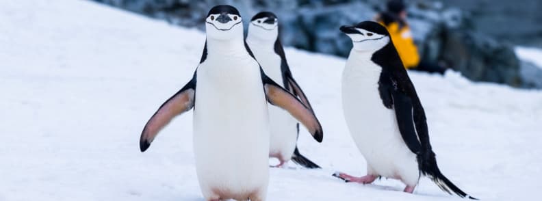 visiter Antarctique pingouins