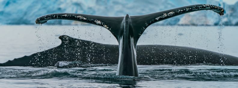 visiter antarctique et observer les baleines