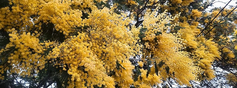Fleurs de mimosa Tanneron foret jaune Var Provence Gros plan sur les fleurs de mimosa en pleine floraison dans la forêt de mimosas de Tanneron au cœur du Var