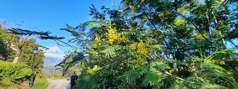 Floraison mimosa Tanneron collines parfum Var Mimosas en fleurs bordant un chemin à Tanneron avec feuillage dense et collines du Var en arrière-plan