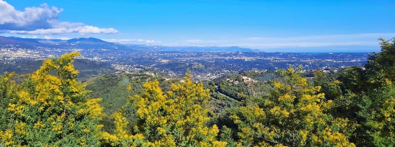 Meilleure periode visiter Tanneron France panorama mimosa Var Panorama depuis le Massif du Tanneron avec mimosas en fleurs au premier plan et vue étendue sur l’arrière-pays varois et la Côte d’Azur intérieure