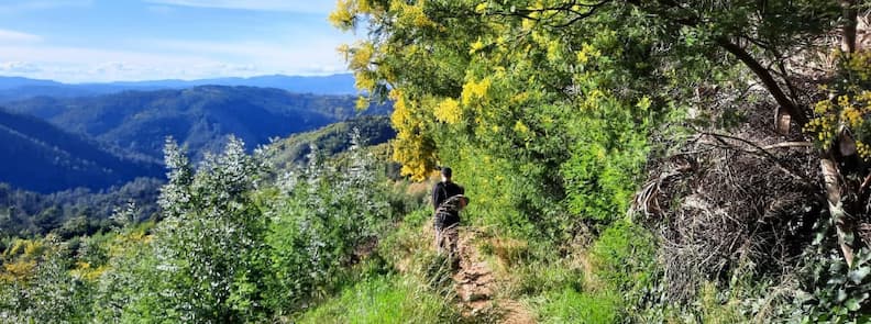 Randonnee Tanneron sentier mimosa massif Var panorama Sentier de randonnée à Tanneron traversant le Massif du Tanneron entre mimosas en fleurs et panorama sur l’arrière-pays varois