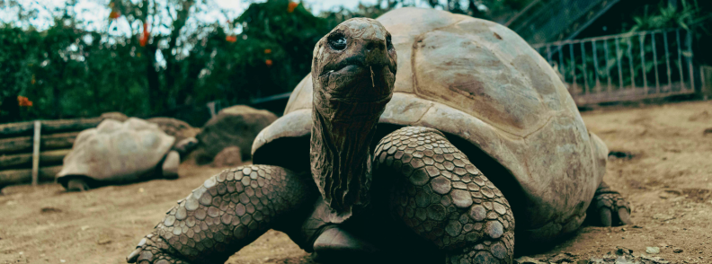 Tortue terrestre géante au centre Kélonia à Saint-Leu sur un sol sablonneux, avec d’autres tortues en arrière-plan.