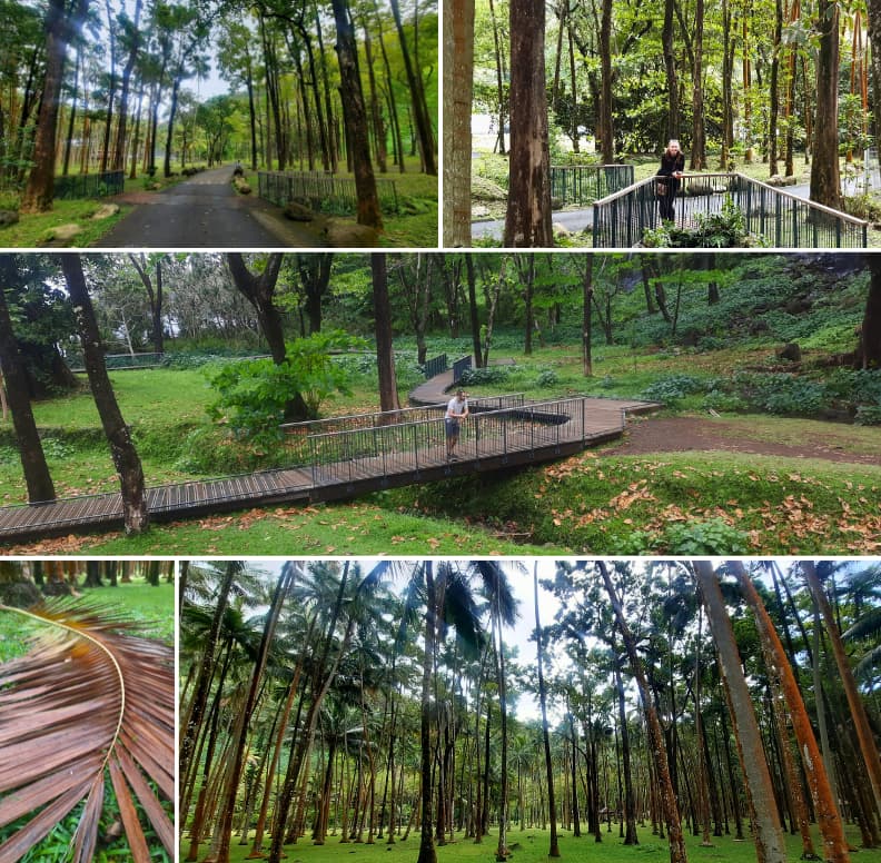 Allées de palmiers et passerelles en bois à Anse des Cascades à Sainte-Rose sur la côte est de La Réunion