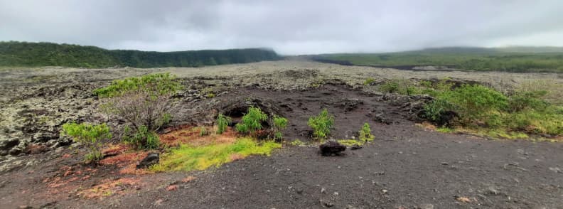 Champ de lave du Grand Brûlé sur la route des laves sur la côte est de La Réunion avec végétation naissante