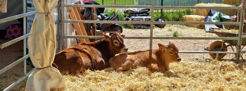 foire de brignoles ferme pedagogique animaux enfants activites provence Veaux allongés dans un enclos de ferme pédagogique à la Foire de Brignoles, dans un espace dédié aux activités enfants et à la découverte agricole.