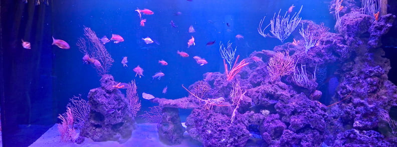 Poissons méditerranéens nageant dans l’aquarium de Posidonia Antibes parmi les rochers et les coraux, au cœur de l’Espace Mer et Littoral du Cap d’Antibes.