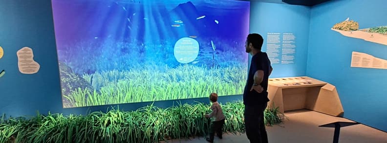 Enfant et adulte devant une projection immersive d’herbier de posidonie à Posidonia Antibes, dans l’espace interactif consacré aux habitats marins méditerranéens.