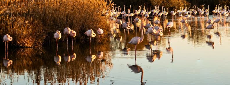 Flamants roses Camargue Petite Camargue Villepey comparaison Groupe de flamants roses dans les eaux peu profondes de Camargue, utilisé pour comparer les grands marais camarguais à la Petite Camargue de Villepey.