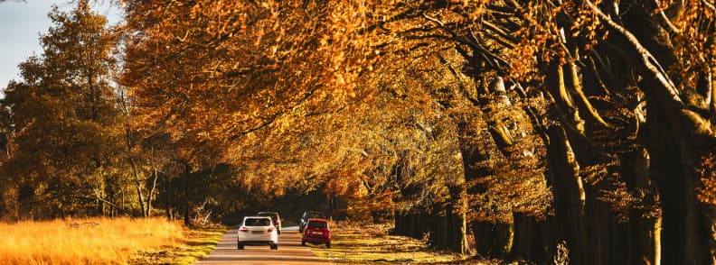 Mașini circulând pe un drum înconjurat de copaci aurii, reprezentând farmecul road trips de toamnă și al călătoriilor lente prin Europa.
