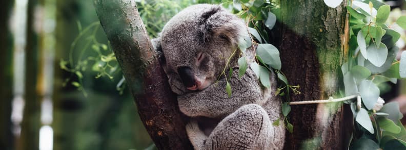 koala pe insula cangurilor in australia primavara