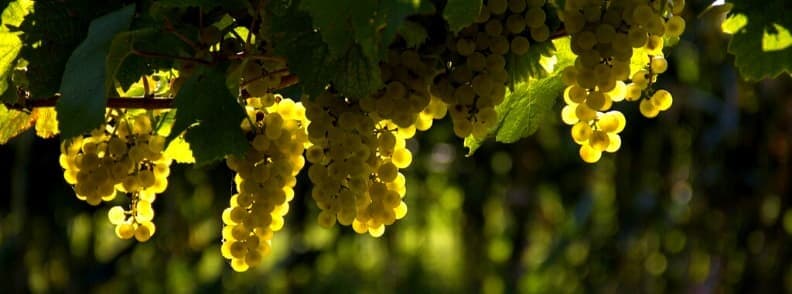 struguri in stiria o regiune viticola din austria