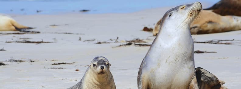 cand sa vezi foci pe insula cangurului din australia