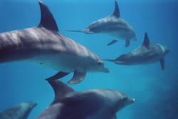 inoata cu delfini insula cangurului