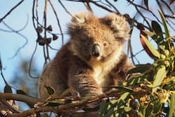 tur koala insula cangurului