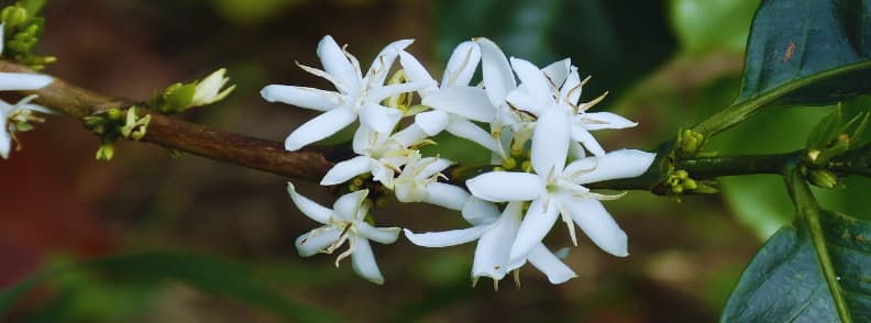 floare cafea costa rica