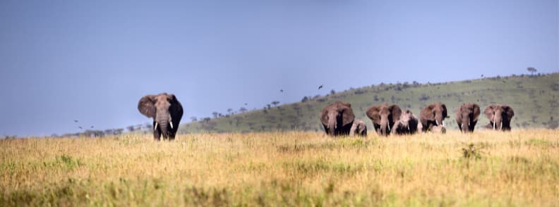 Safari in Tanzania Serengeti