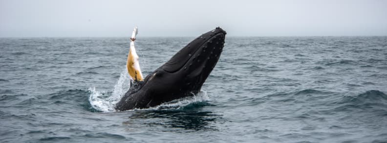 excursii de o zi pentru observarea balenelor din Reykjavik cu barca