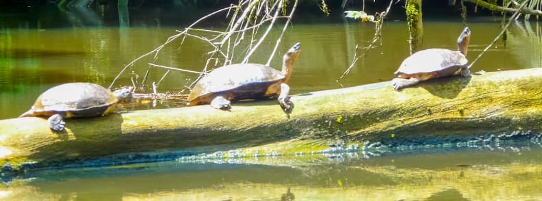 tortuguero costa rica viza