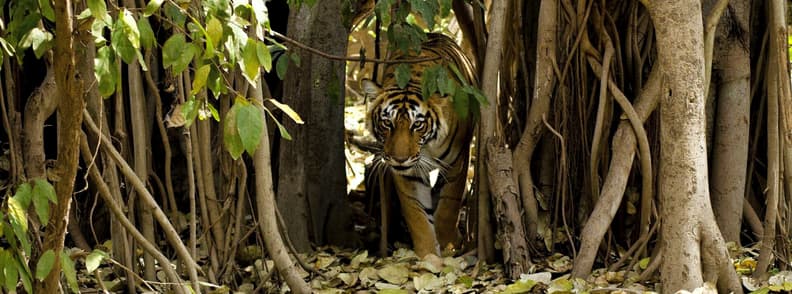 DestinaÈ›ii de safari Ã®n India Parcul NaÈ›ional Ranthambore